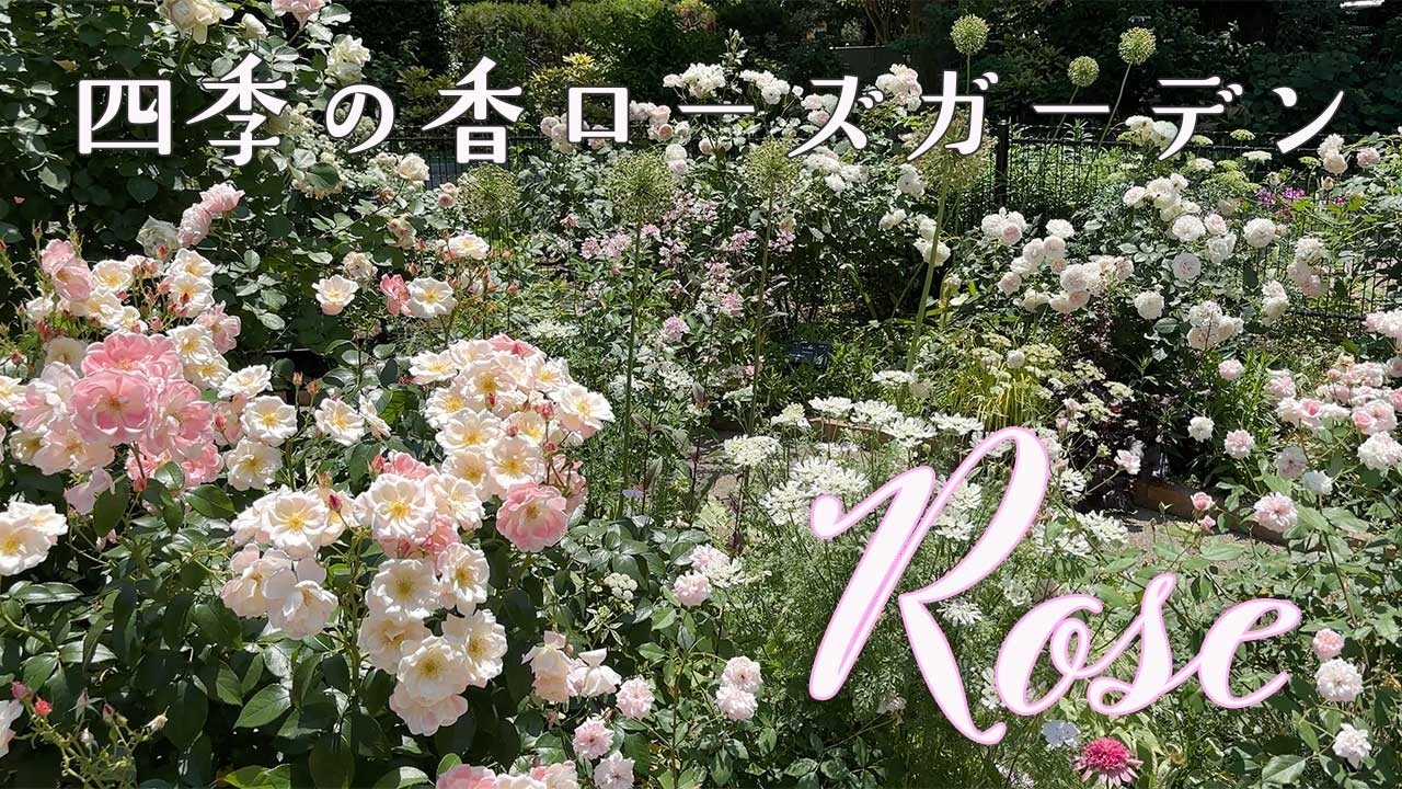 バラ カラー オブ ジュピター｜ROSE Color of Jupiter｜花の手帖のweb