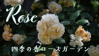 Rose 31】四季の香ローズガーデン2026春バラ 早咲きから遅咲きまで約
