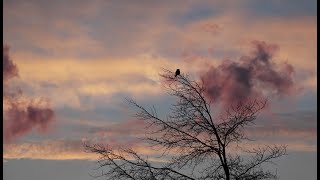 Maria Daines ~ Black Clouds