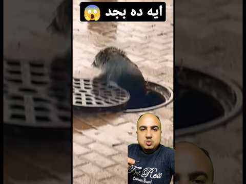 اغرب حيوان عايش في المجاري Shorts 