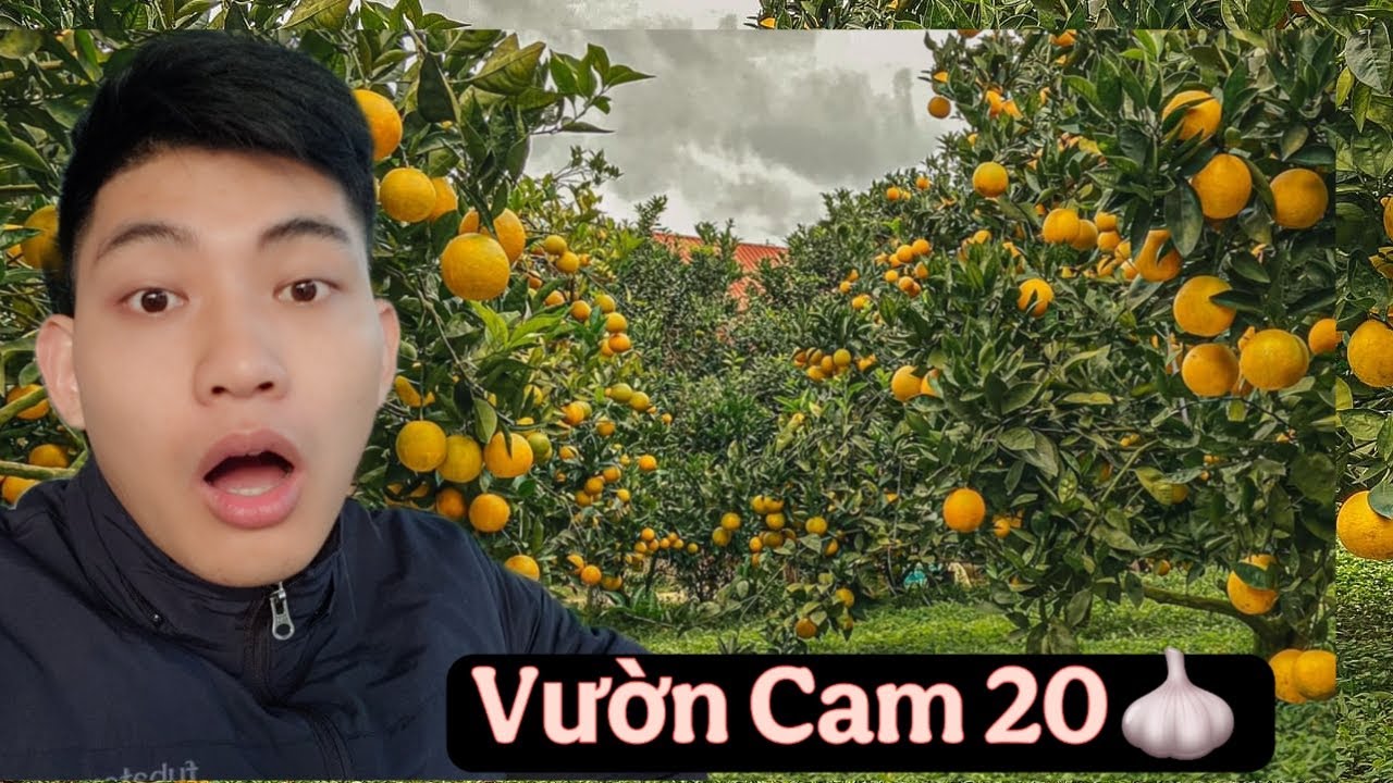 Review doanh thu 20 tỏi