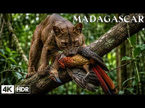 MADAGASCAR | Wildlife From Another World! | Nature Animal Documentary