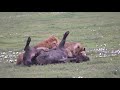 RARE VIDEO!!! Lions attack Buffalo