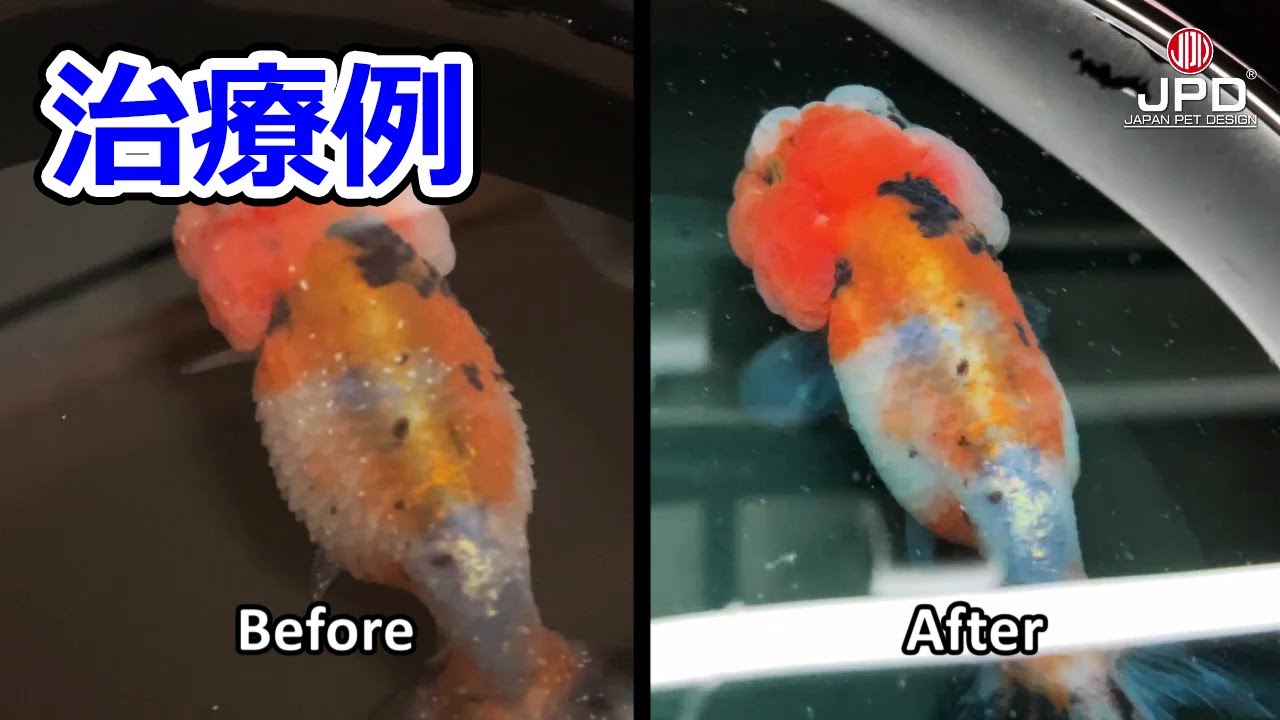 【病気の治療】白点病＆立鱗病