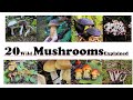 20 wild mushrooms described by a mycologist