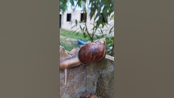 giải Cứu ốc sên mắt kẹt trên cao #shorts