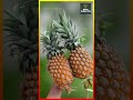 गंभीर बीमारियों के खिलाफ बेहद फायदेमंद है अनानास #pineapple @MindfulWellnessPath