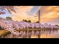 DC Trip to see the Cherry Blossoms