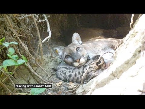 Watch the majestic life of mountain lions and their cubs | Living With Lions