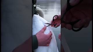 Леска врезалась в крыло лебедя — спасение на грани 😭🦢