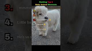 Ranking Top 5 Cutest Baby Animal Moments Ever 🥺🐾