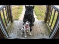 When Your Pet Brings Home a Friend