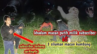 🔴[LIVE] semua kewalahan ketika khodam macan putih milik subscriber di k3roy0k siluman macan kumbang