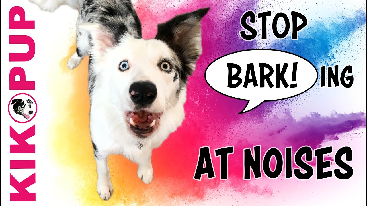 dog barks at every noise in apartment