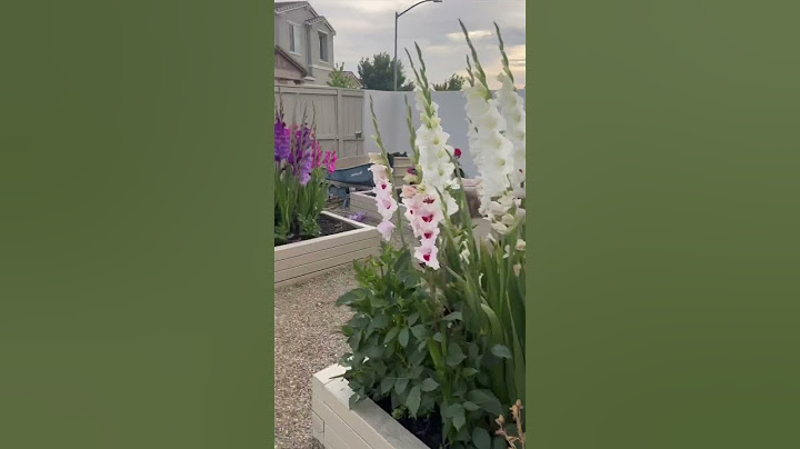 We are loving our #gladiolus flowers! They look really good in flower arrangements too. #summerbulbs