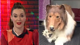 ‘So many questions’: Sky News host reacts to ‘terrifying’ collie costume