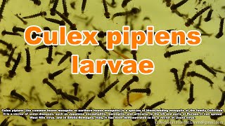 Culex pipiens larvae