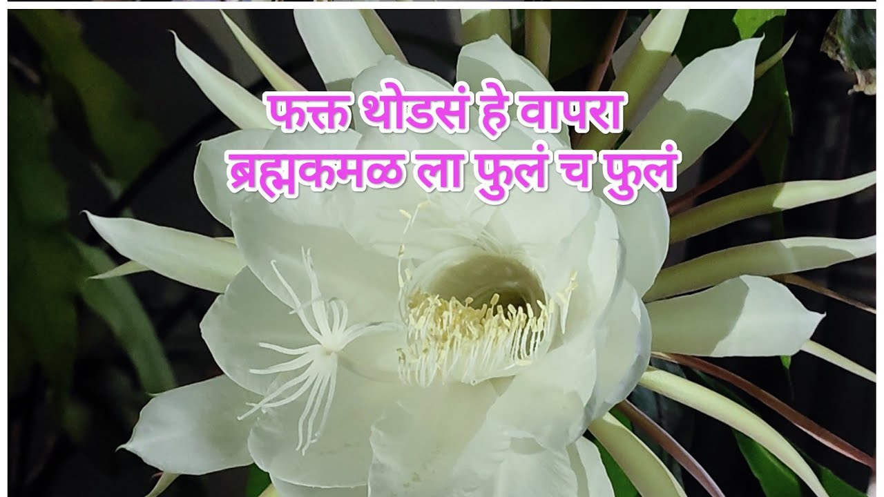 ब्रह्मकमळला10दिवसात फुलचं फुलं Brahmakamal Flowering Tips @amolbabhulkar6666 #brahmakamal#gardening