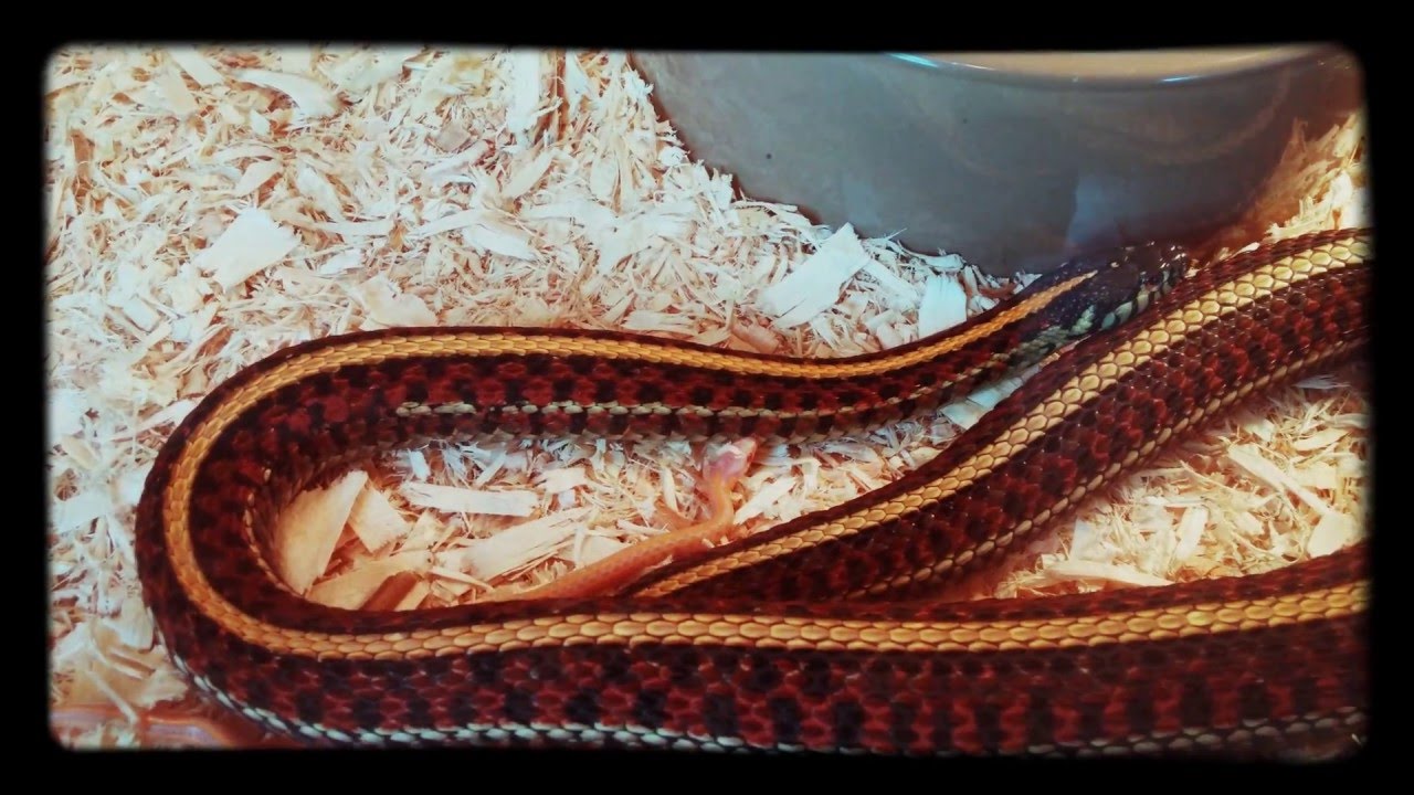 camera iphone 8 plus apk Red plains het albino x albino 2