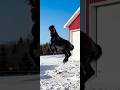 Preston jumping for joy! #percheron #stallion #stud #horses #equine