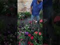 Las flores y plantas en el tianguis de mi Chavinda 24 de abril