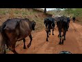 Tocando as vacas para o pasto de moto.