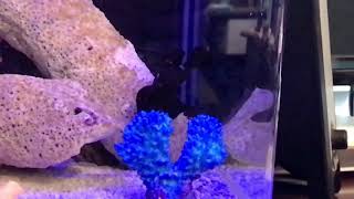 Frogfish Eating slow-mo