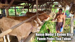 Modal 3 Induk Sapi Tak Pernah Absen Jual Pedet Tiap Tahun