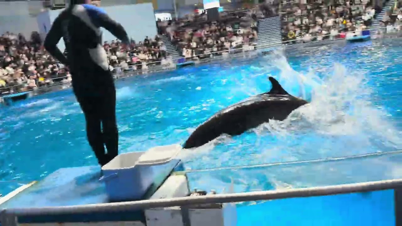 我去看海豚表演（這其實是￼四點拍的因為那個時候沒有空上傳，所以就現在上傳那誰有看過海豚表演記得留言￼