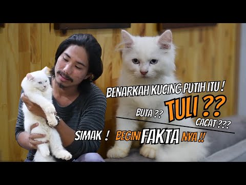 FAKTA KUCING PUTIH | Buta, Tuli, Cacat, Benar kah ?