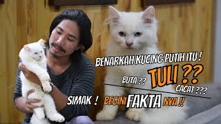 FAKTA KUCING PUTIH | Buta, Tuli, Cacat, Benar kah ?