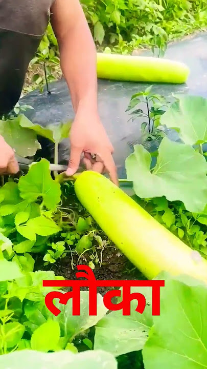 Lauka|Lauki   #lauki #laukijuice #shorts #farmer