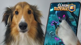 My puppy accidentally became the best Clash Royale player in the world