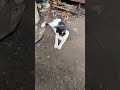 Cute Cat Funny Shorts video real short video #cat #funny #moments #aww #shortvideo