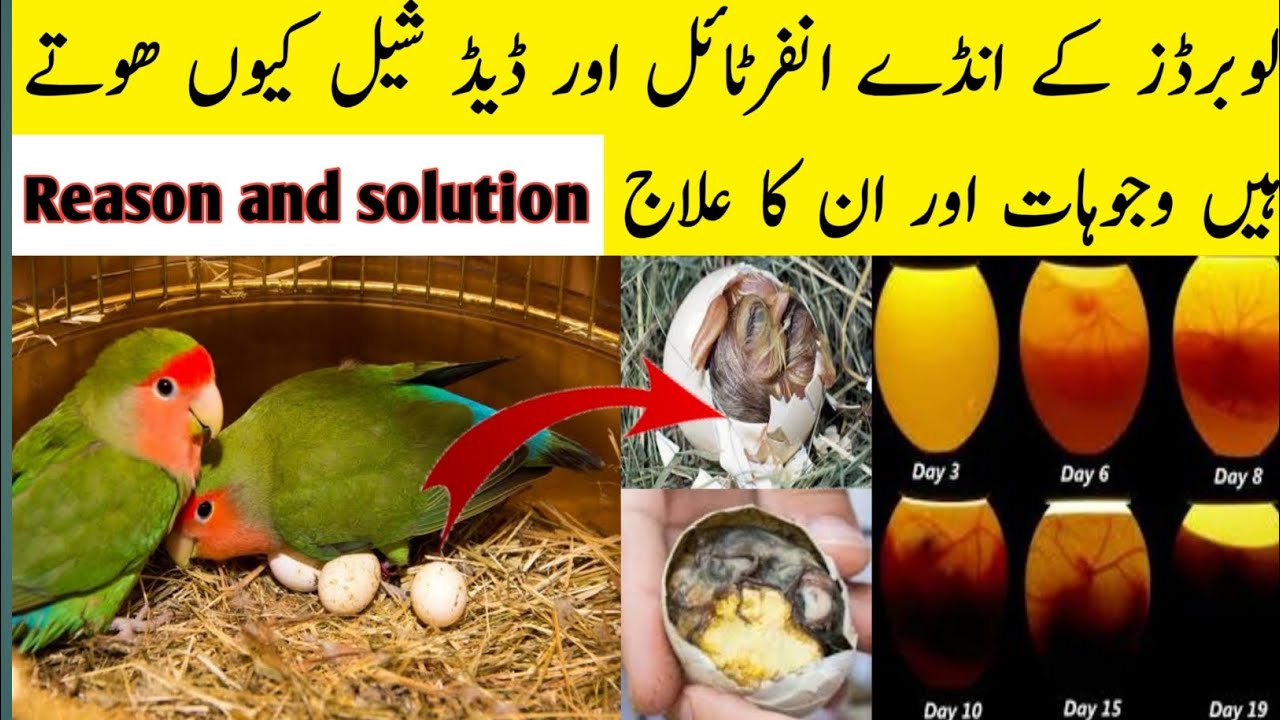 love birds eggs infertile and dead in shell problems and solution YouTube
