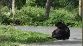 Funny Black Bear Scratching his Belly