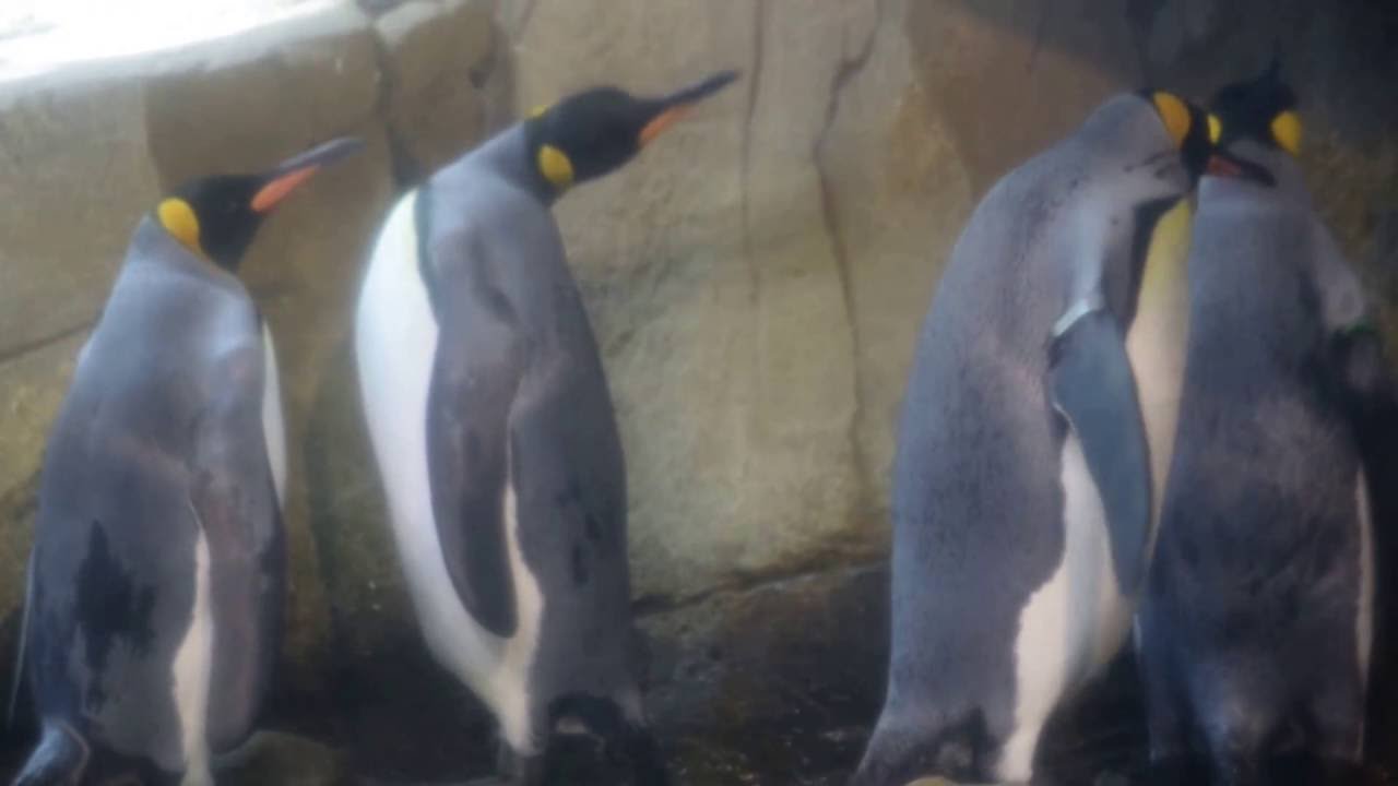 Felsenpinguine und Königspinguine Zoo Berlin 3.7.2016