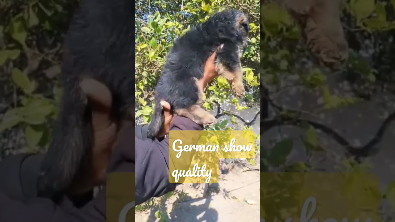 Abhay pets and farm german puppy available /8081431712/9044321232