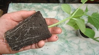 ЧЕМ ОТЛИЧАЕТСЯ ЩАДЯЩАЯ ПЕРЕВАЛКА РАССАДЫ ОГУРЦОВ ОТ БОЛЕЗНЕННОЙ ПЕРЕСАДКИ Видеоурок Ольги Черновой ЧЕМ ОТЛИЧАЕТСЯ ЩАДЯЩАЯ ПЕРЕВАЛКА РАССАДЫ ОГУРЦОВ ОТ БОЛЕЗНЕННОЙ ПЕРЕСАДКИ Видеоурок Ольги Черновой
