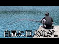 【化け物】がHITして200号竿がぶち曲がり!!!
