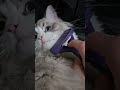 😺Mój kot😺