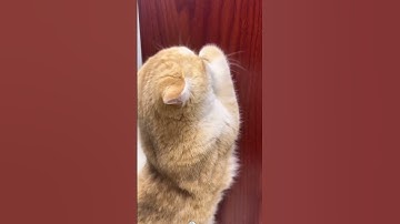 Watch This Cat Go Crazy Over Catnip Toys! #cat