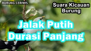 Suara Kicauan Burung Jalak Putih ,Jalak Bodas Durasi Panjang Cocok Buat Masteran
