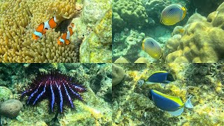 SURIN ISLANDS SNORKELING (With Fish ID&#39;s): Best Snorkeling in Thailand? (4K)