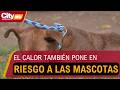 Alertan por riesgos en perros y gatos ante altas temperaturas por el fenómeno de El Niño | CityTv
