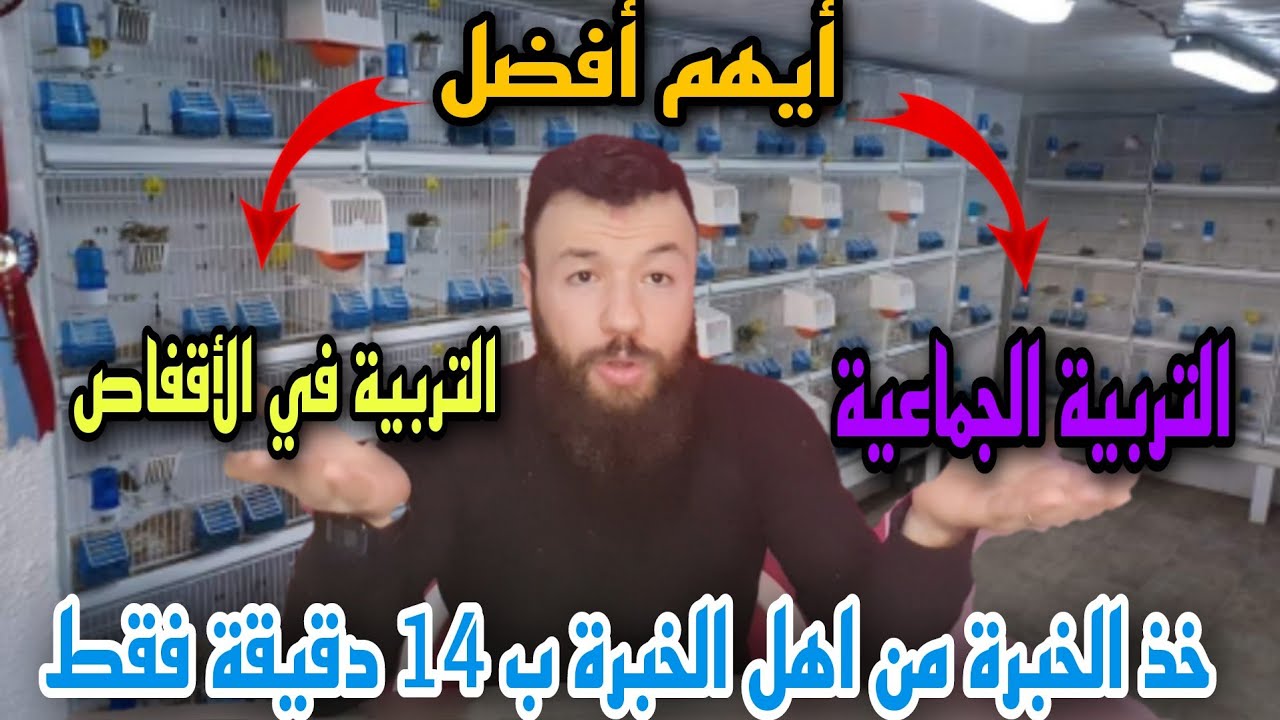 التربية الجماعية أفضل ام التربية في الأقفاص لإنتاج الكناريCollective education is better or in cages