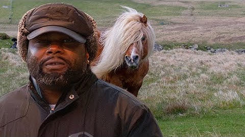 Man betrapt op mishandeling van Shetlandpony op camerabeelden in Wiltshire