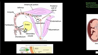 Grade 12 Life Sciences Human Reproduction Part 4