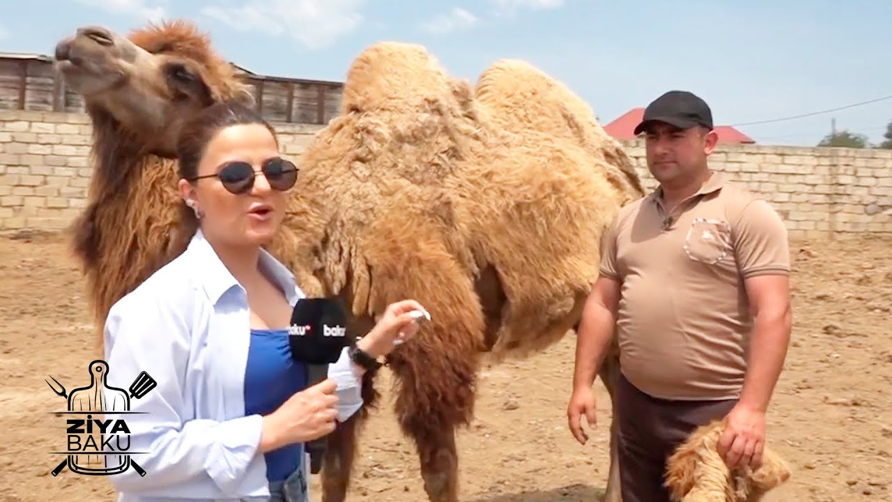 Dəvə tuşonkası və Təndirdə quzu səbəti hazırlanması