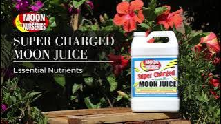How the Experts Care for Trees: Super Charged Moon Juice